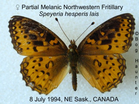 Speyeria hesperis lais female partial melanic (Internet Image property of respective owner, non-commercial use only)